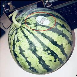 吃瓜网红地点,吃瓜群众的美食天堂