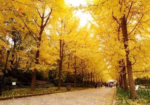 成都银杏树爆料视频